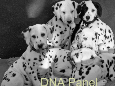 DNA Panele bei Zuchttieren