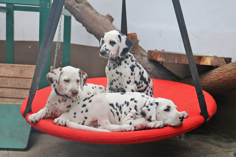 6 Wochen junge Dalmatiner Welpen auf der Hängeschaukel im Welpenspielplatz